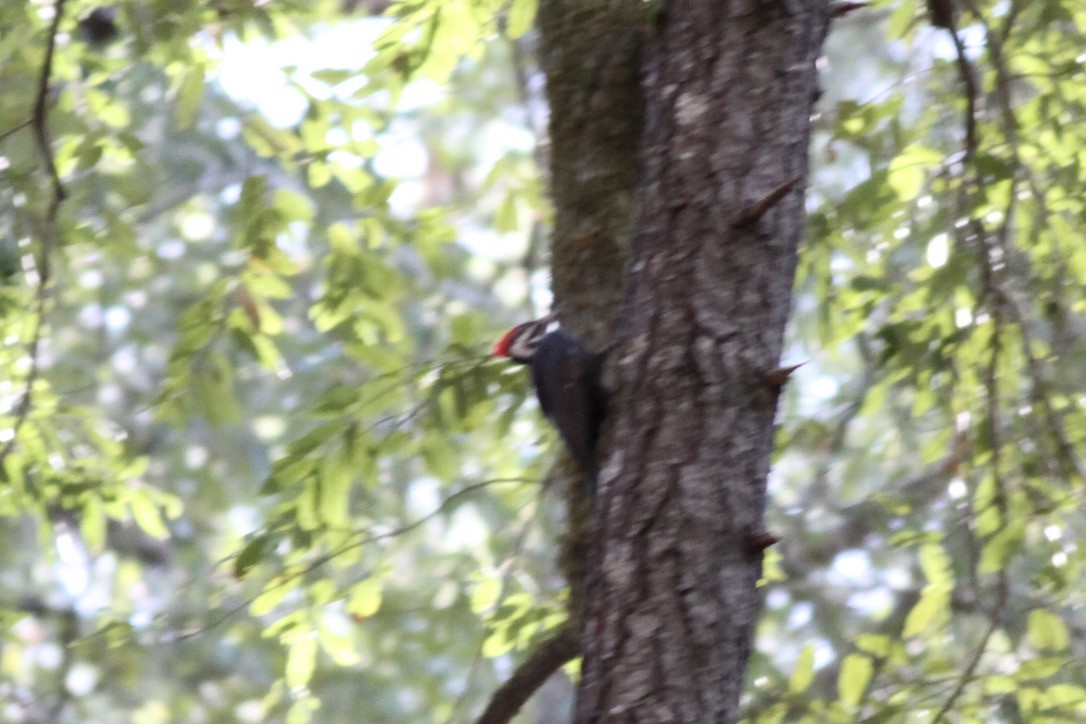 Pileated Woodpecker - Dan Maxwell