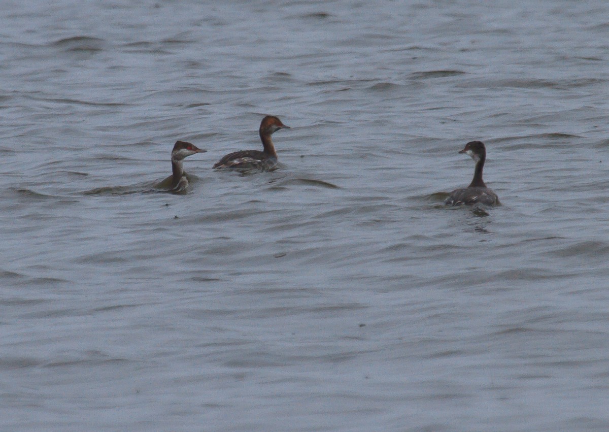 Horned Grebe - ML609027858