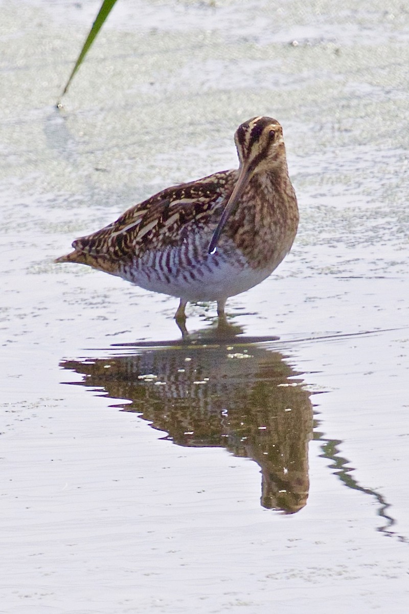 Wilson's Snipe - ML609027879