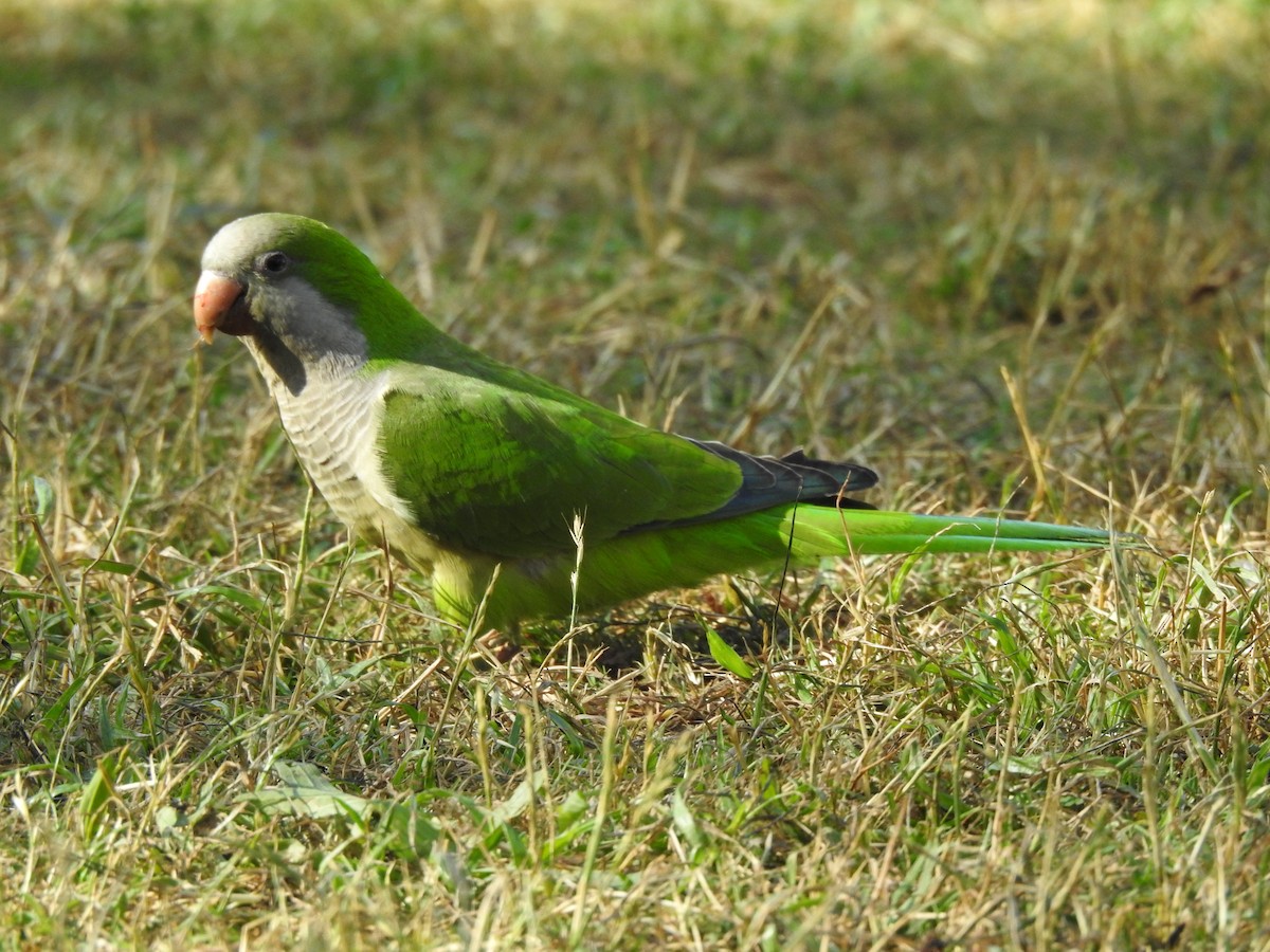 Monk Parakeet - ML609027893