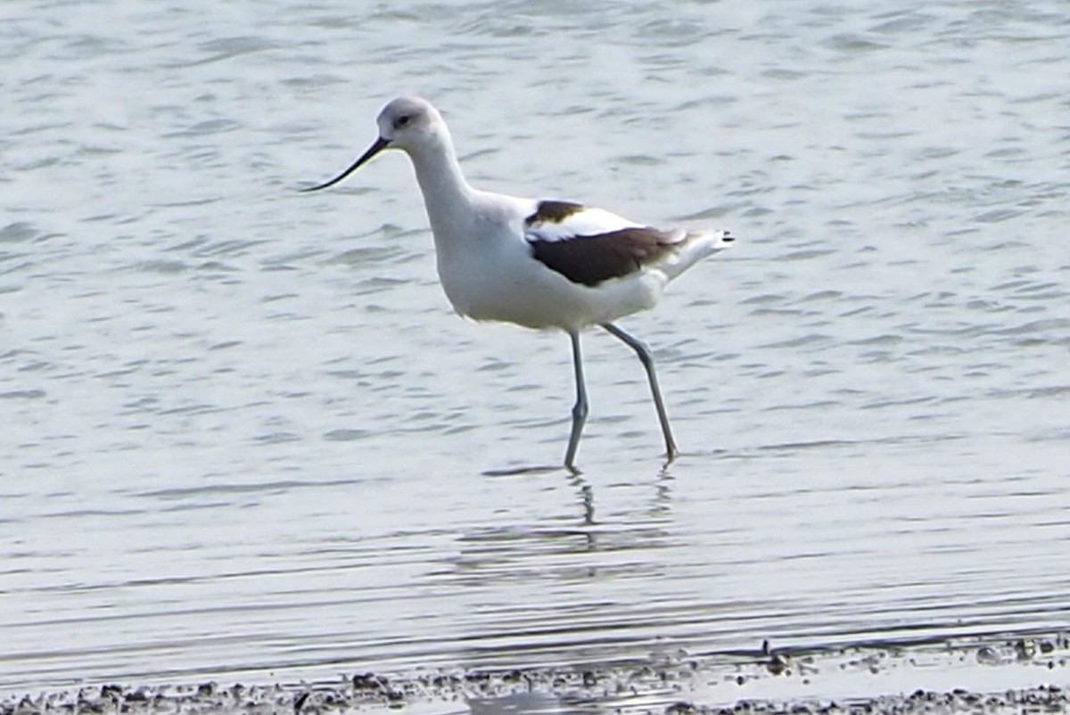 American Avocet - ML609027900