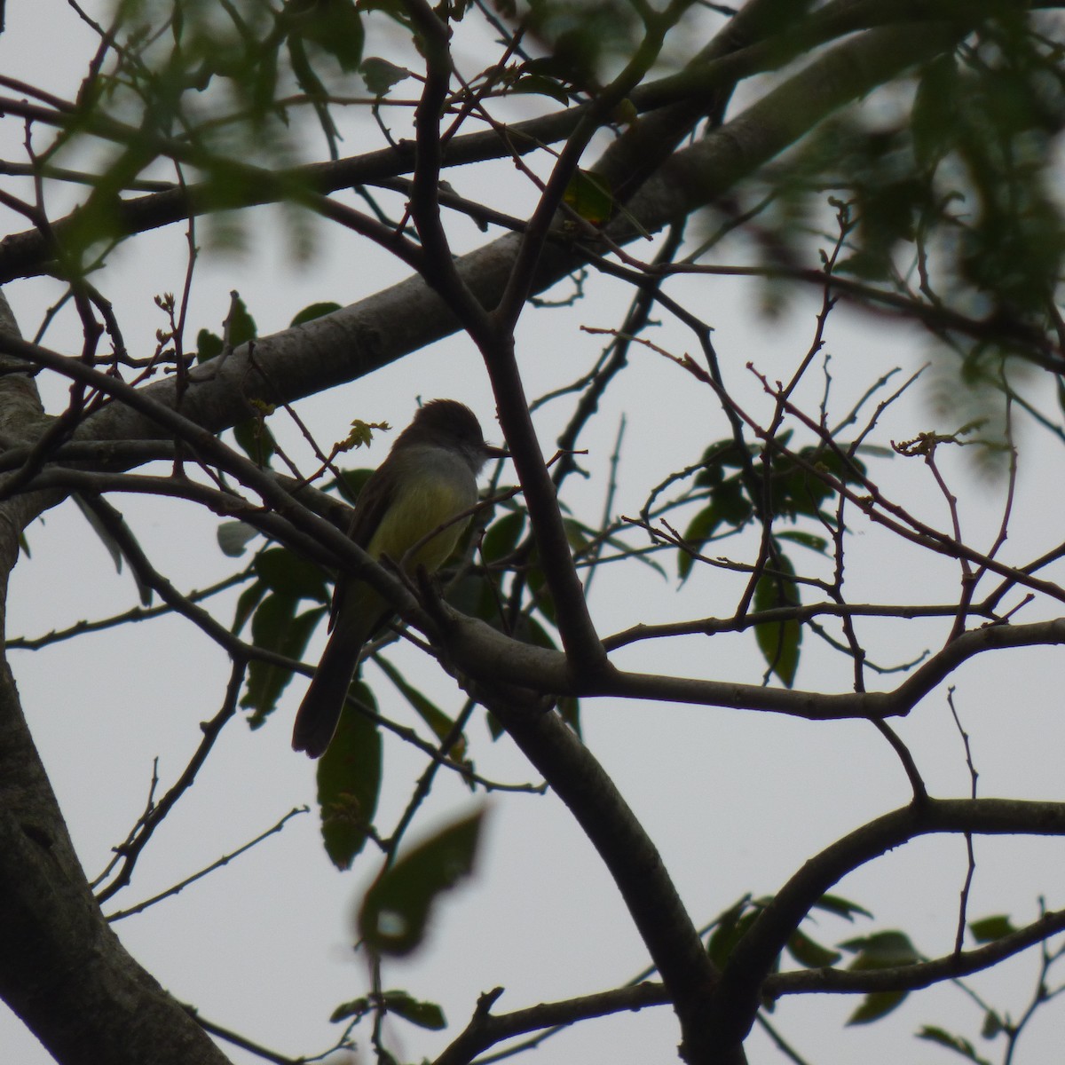 Brown-crested Flycatcher - ML609027956