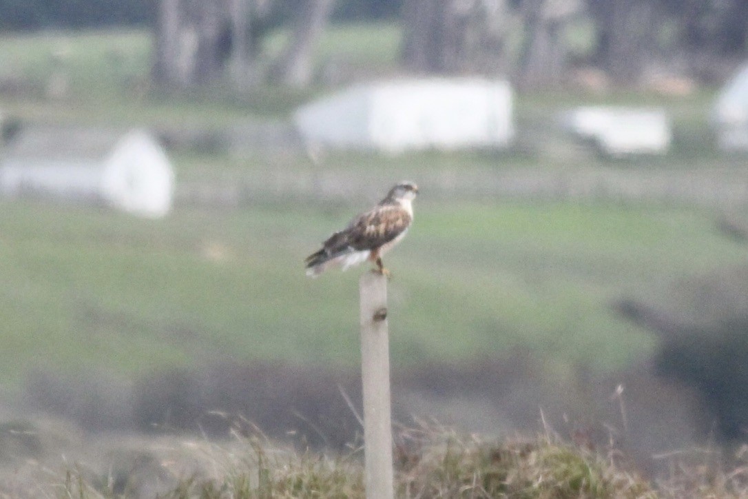 Ferruginous Hawk - Dan Maxwell