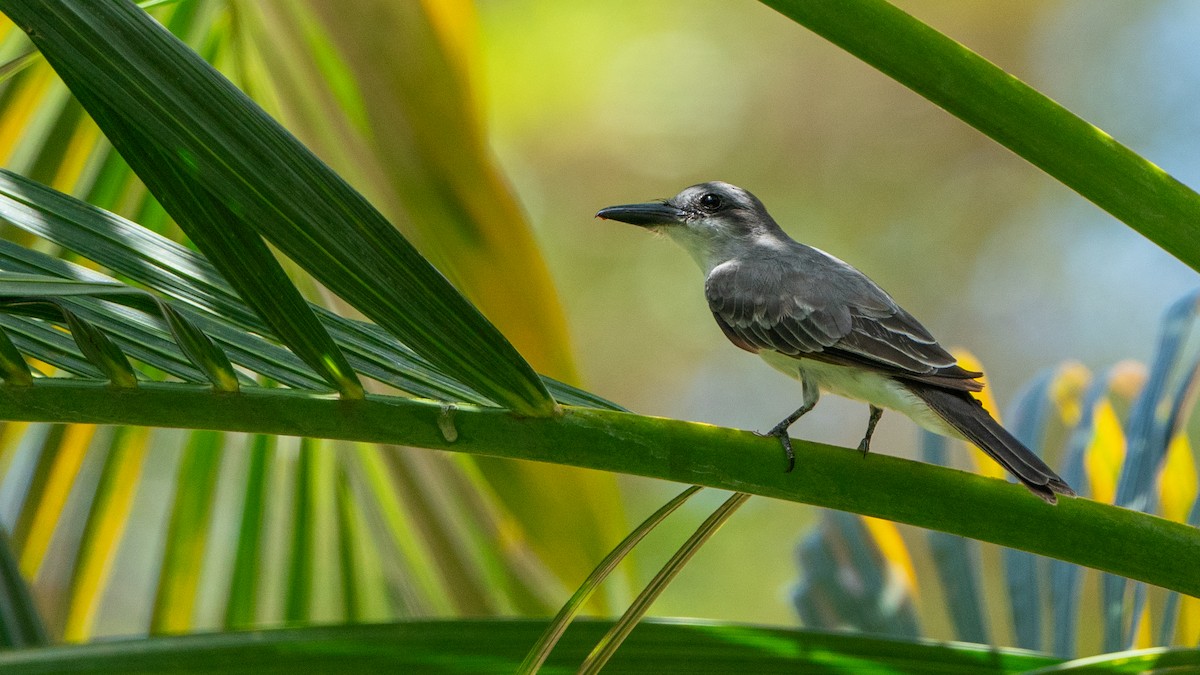 Gray Kingbird - Javier Cotin