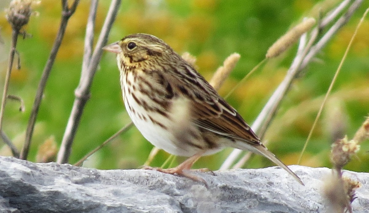 Savannah Sparrow - shelley seidman