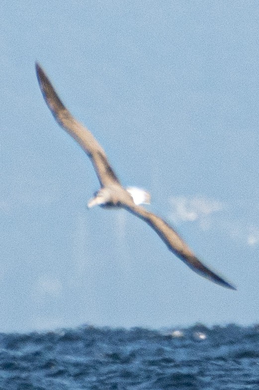 White-capped Albatross - ML609028242