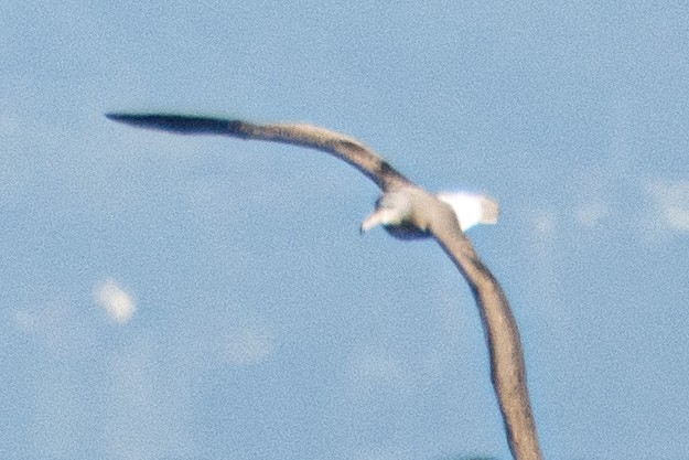 White-capped Albatross - ML609028243