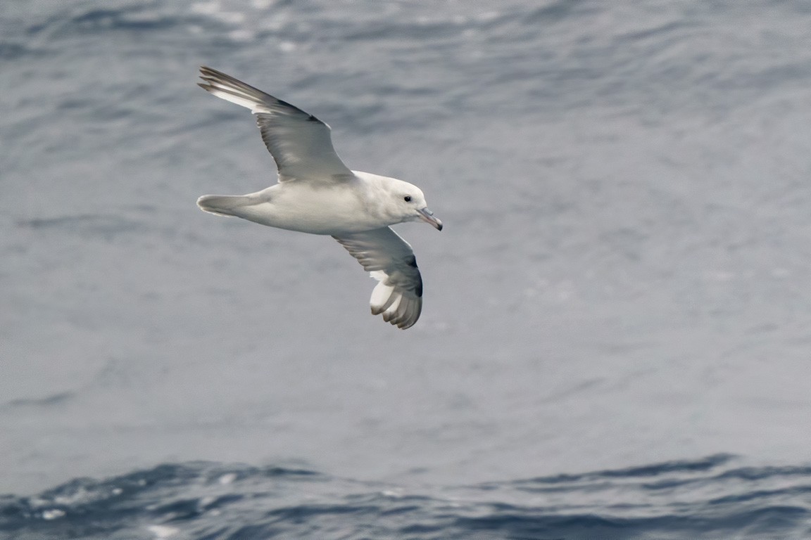 Southern Fulmar - ML609028255