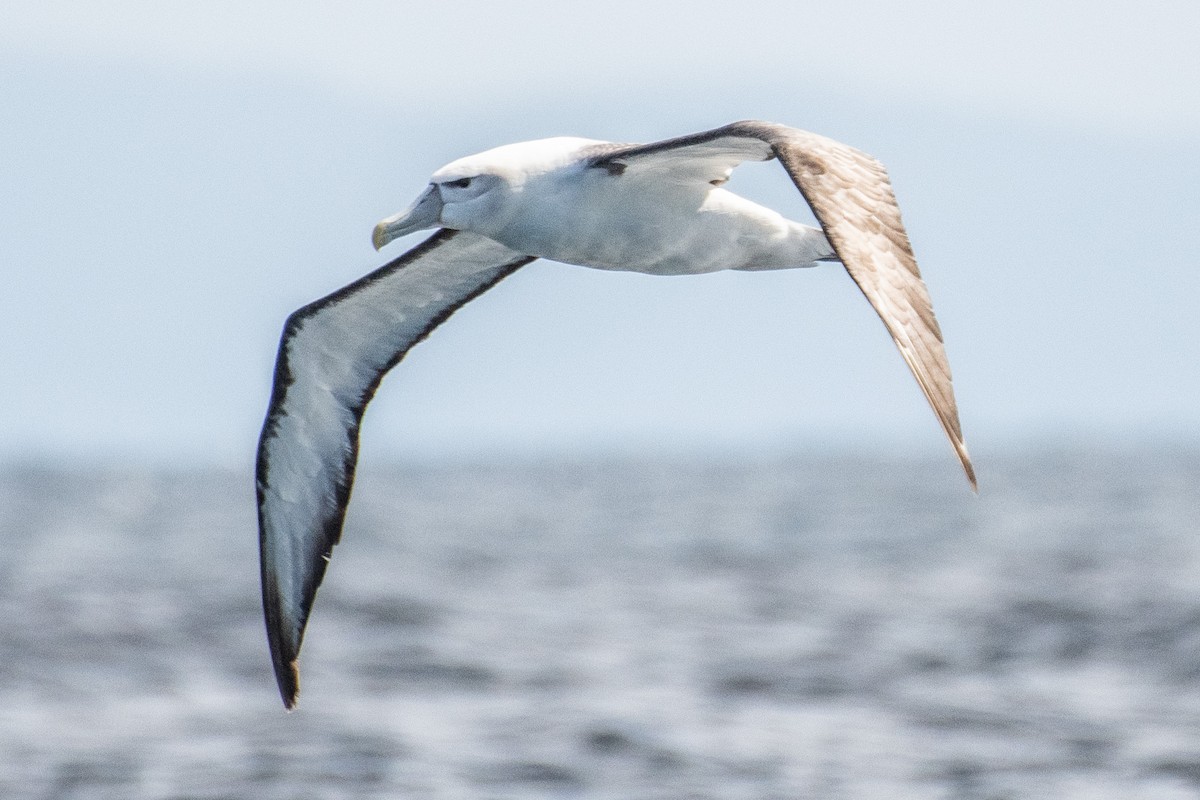 White-capped Albatross - ML609028272