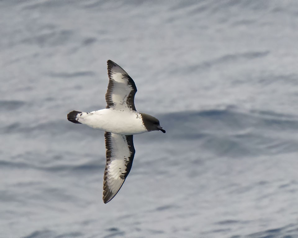 Pintado Petrel - ML609028284