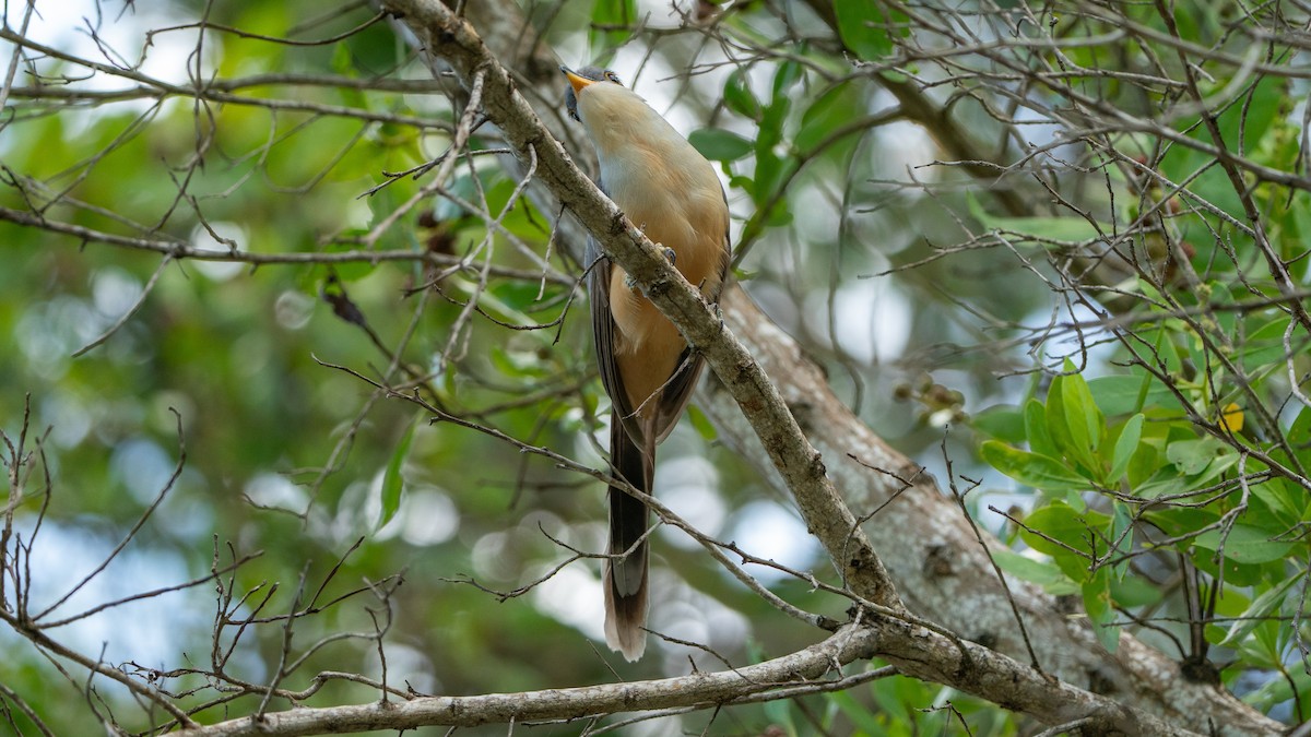 Mangrove Cuckoo - ML609028288