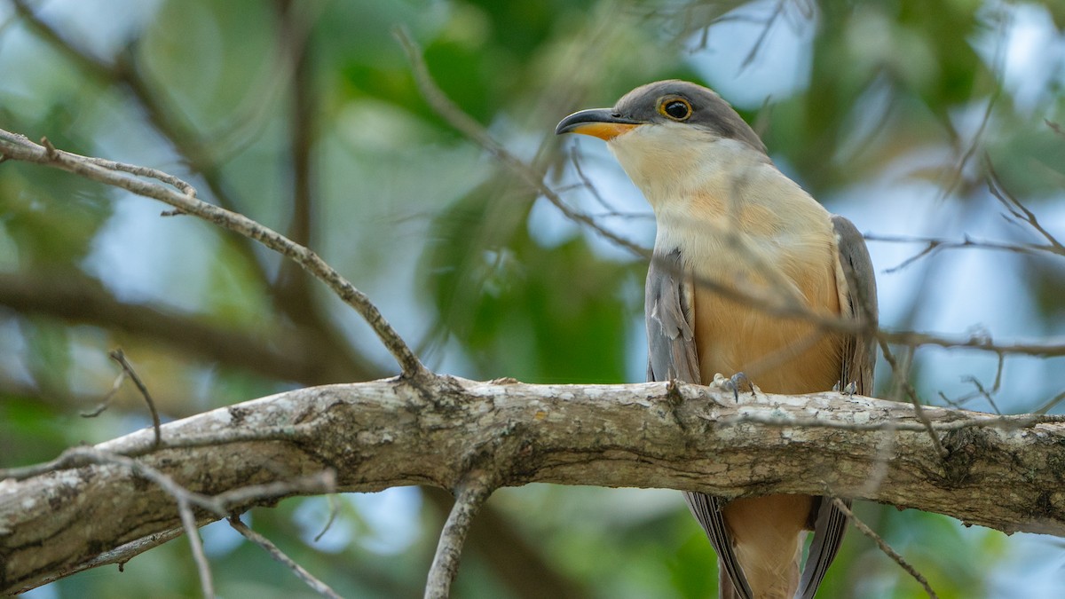 Mangrove Cuckoo - Javier Cotin