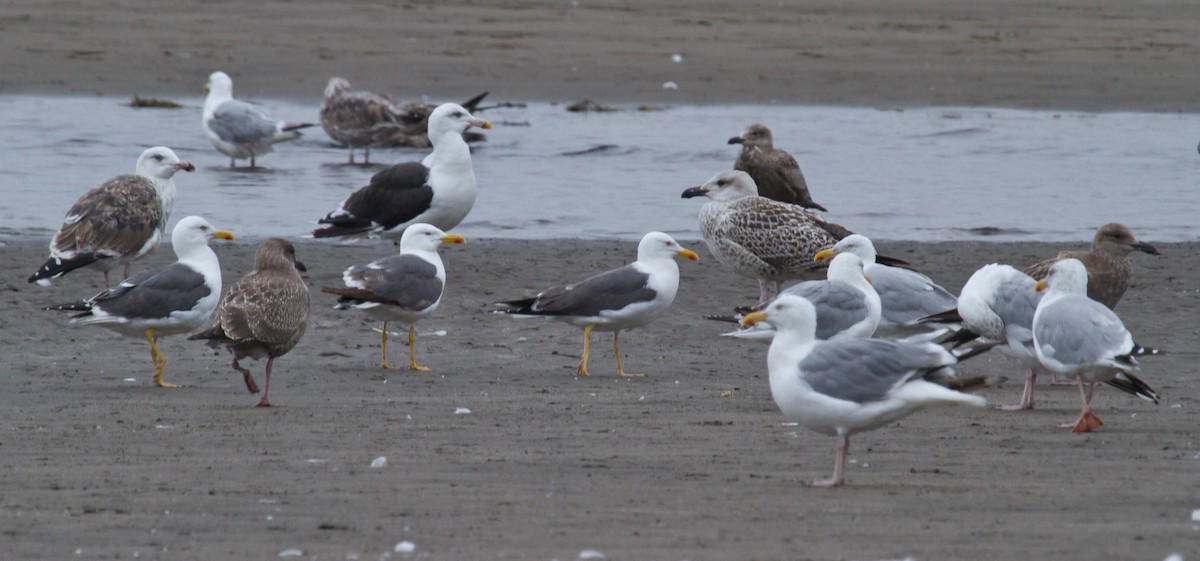 Lesser Black-backed Gull - Mike Bouman