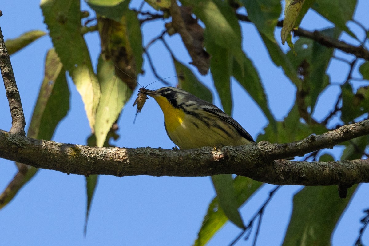 Yellow-throated Warbler - ML609028308