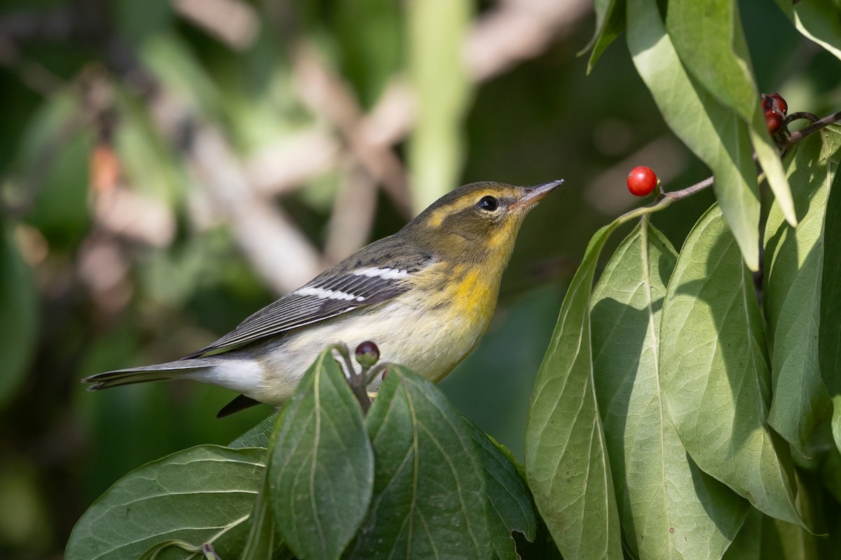 Blackburnian Warbler - ML609028311