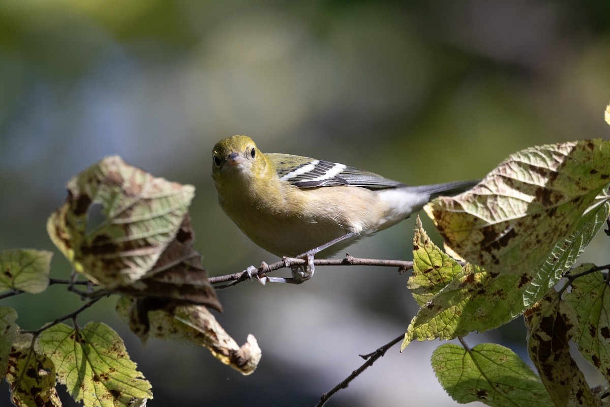 Bay-breasted Warbler - ML609028360