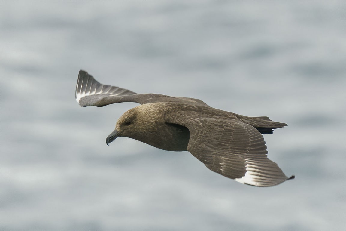 South Polar Skua - ML609028378