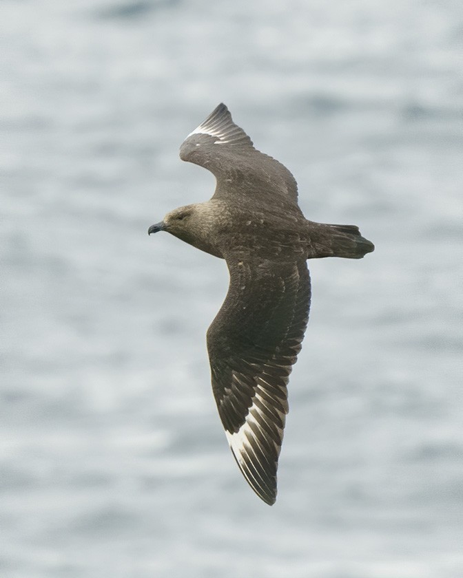 South Polar Skua - ML609028390