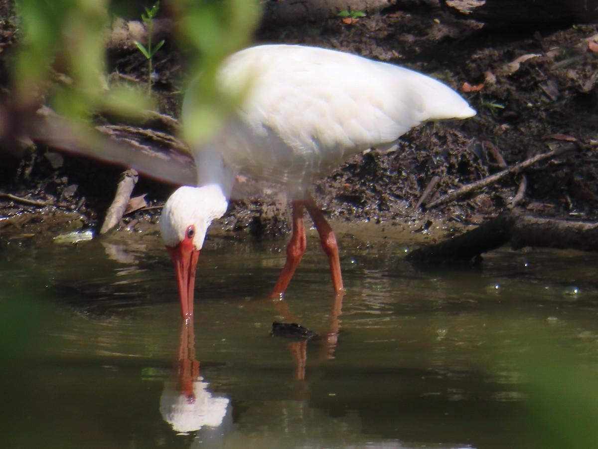 ibis bílý - ML609028406
