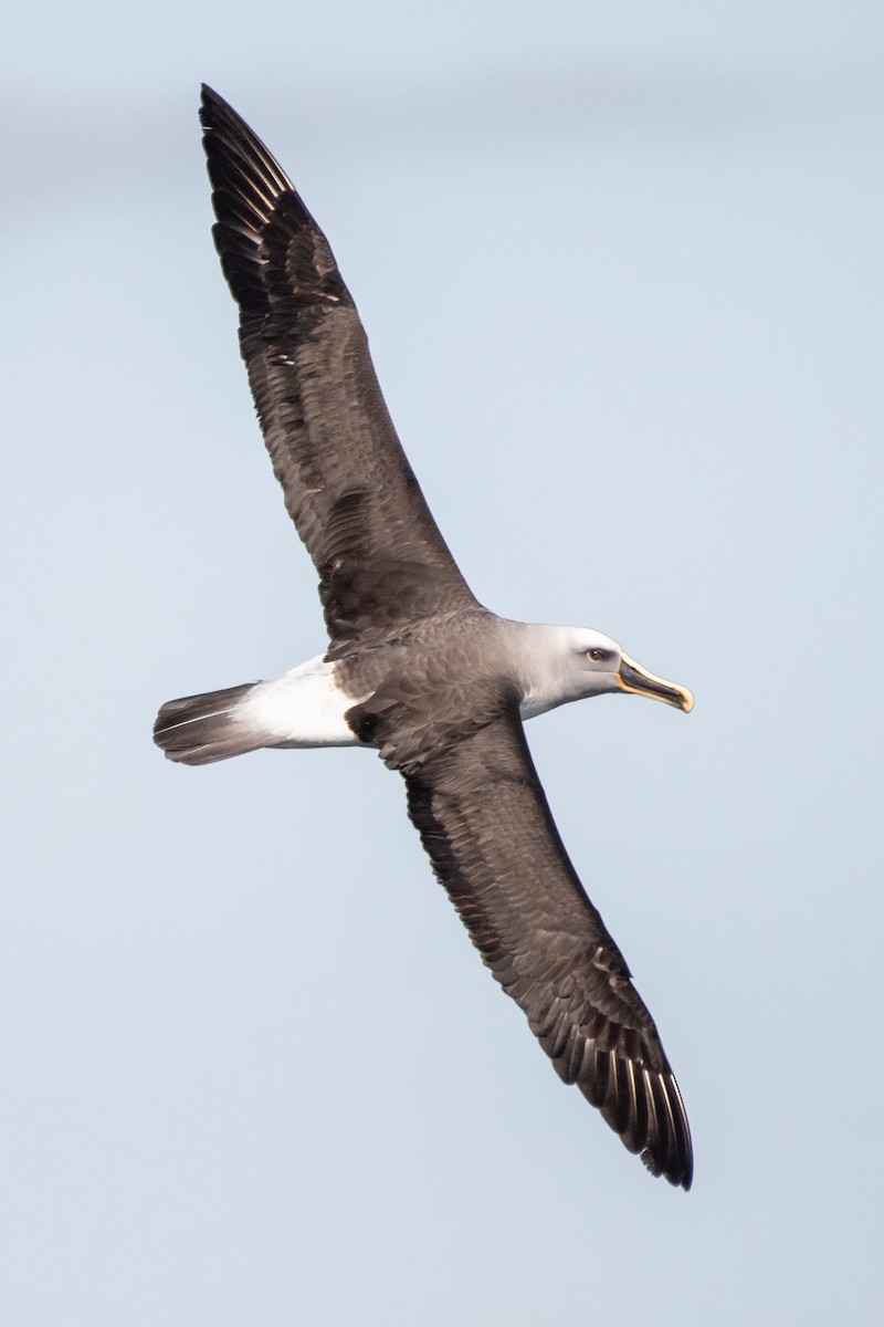 Buller's Albatross - ML609028422