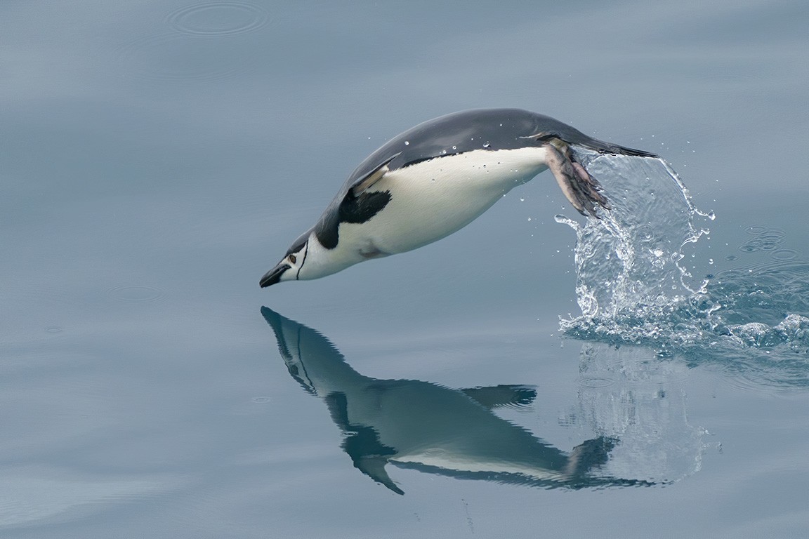 Chinstrap Penguin - Mick Greene