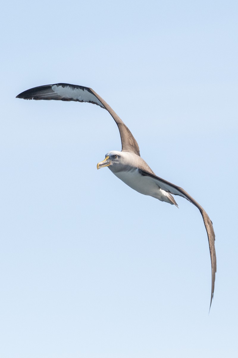 Buller's Albatross - ML609028437