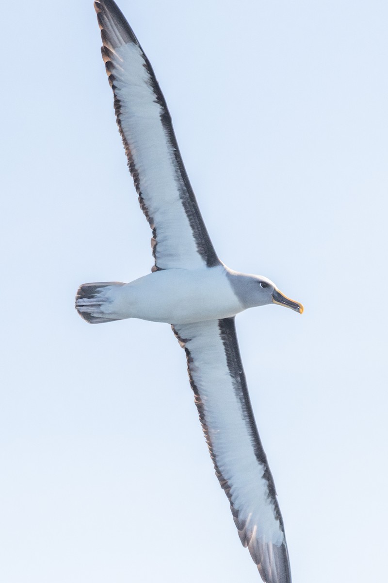 Buller's Albatross - ML609028438