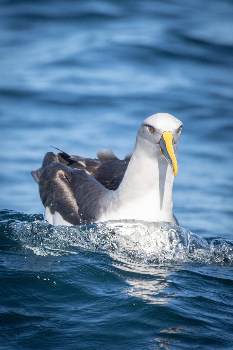 Buller's Albatross - ML609028450