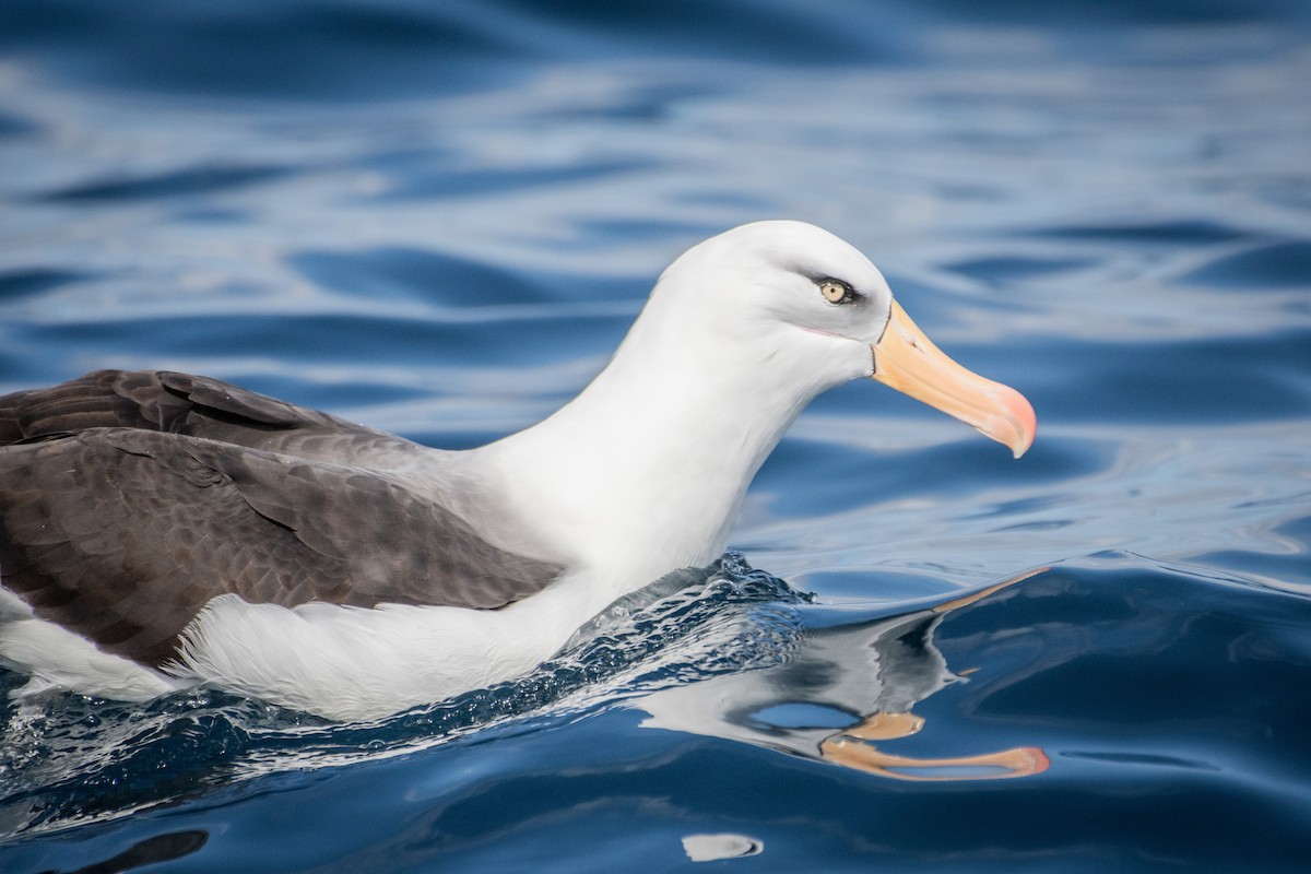 Black-browed Albatross (Campbell) - ML609028464