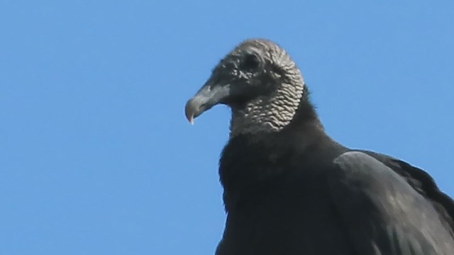Black Vulture - ML609028478
