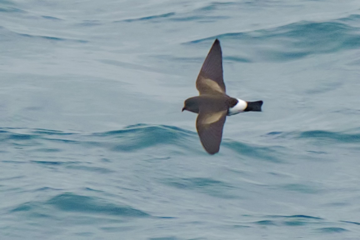 Wilson's Storm-Petrel - ML609028491