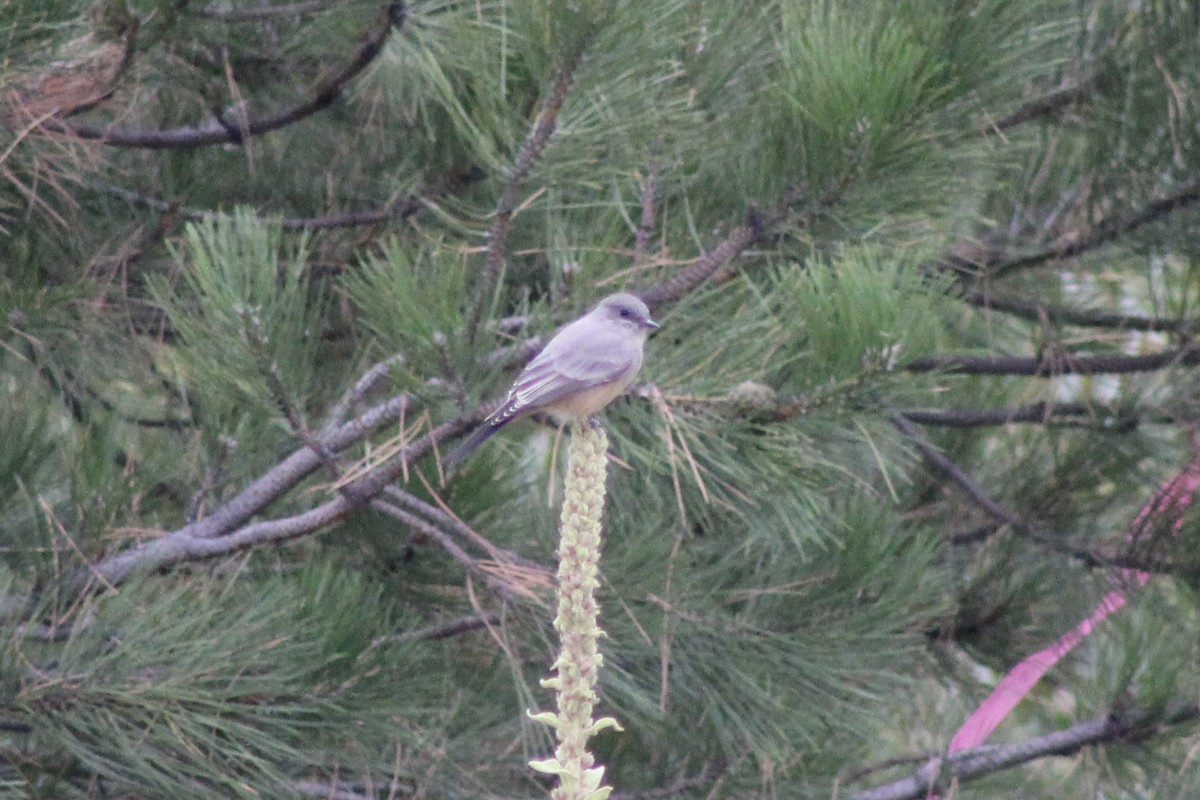 Say's Phoebe - ML609028543
