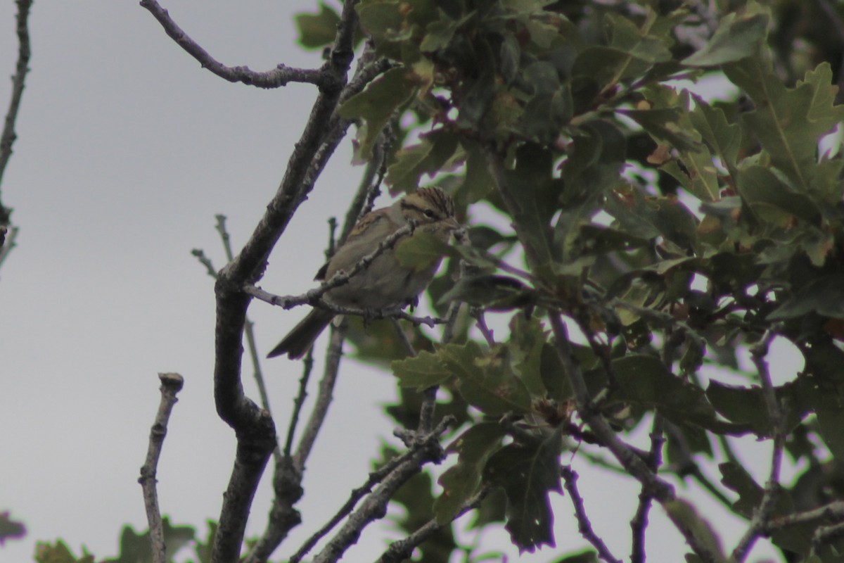Chipping Sparrow - ML609028549