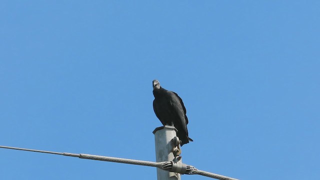 Black Vulture - ML609028621