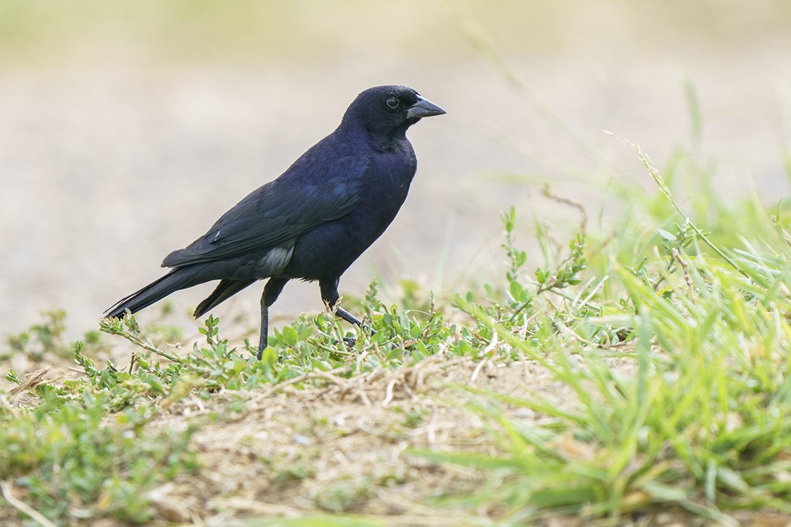 Shiny Cowbird - ML609028631