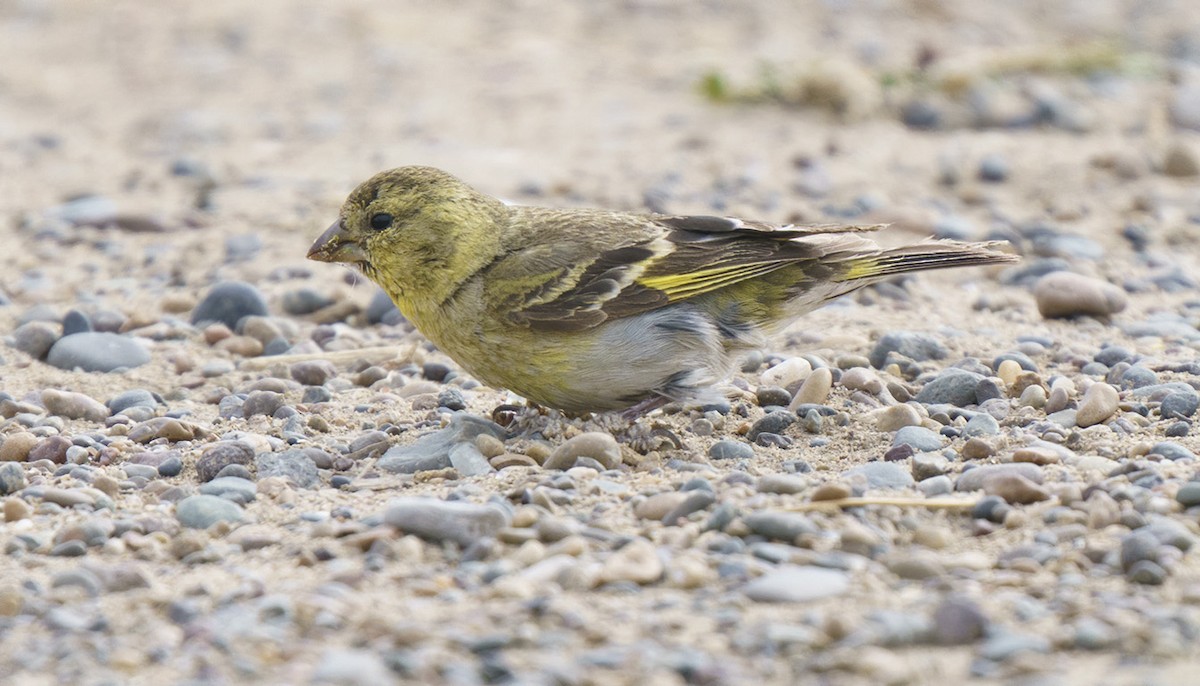 Black-chinned Siskin - ML609028637