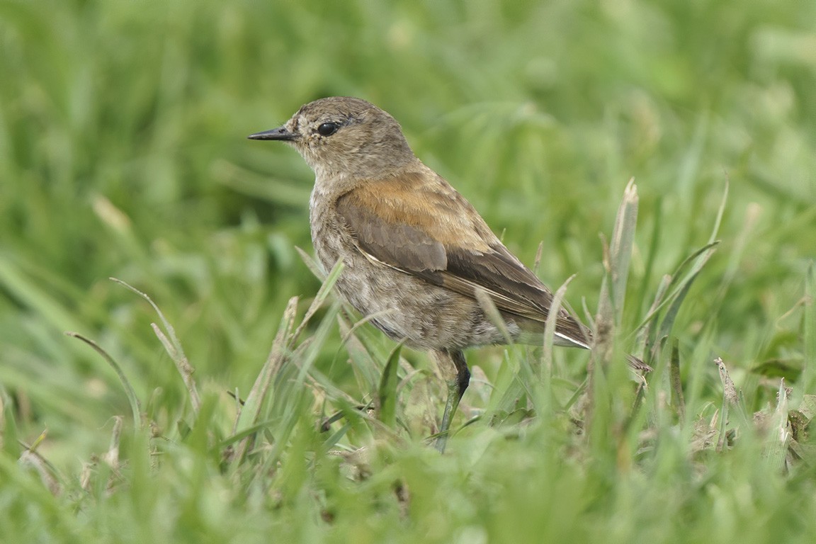 Austral Negrito - ML609028665