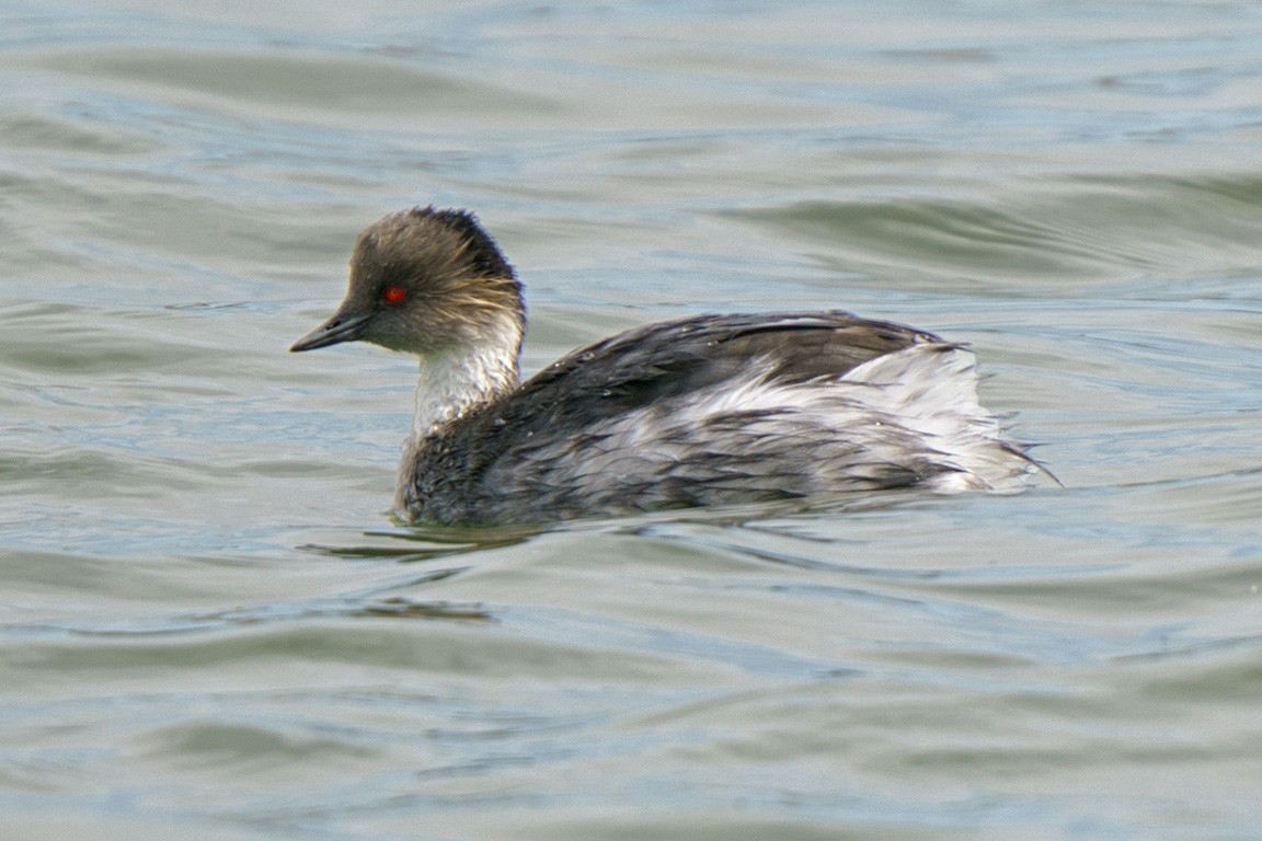Silvery Grebe - ML609028676