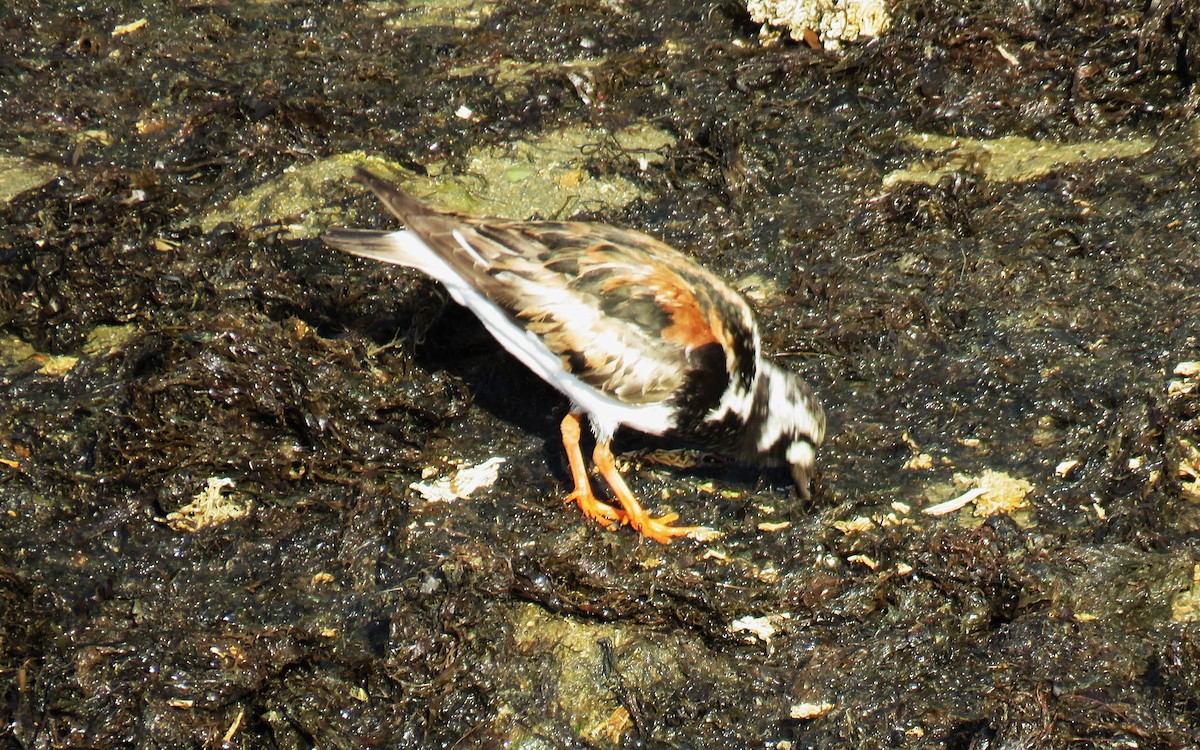 Ruddy Turnstone - Michel Turcot