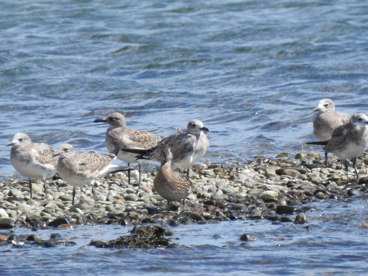 Mouette atricille - ML609029000