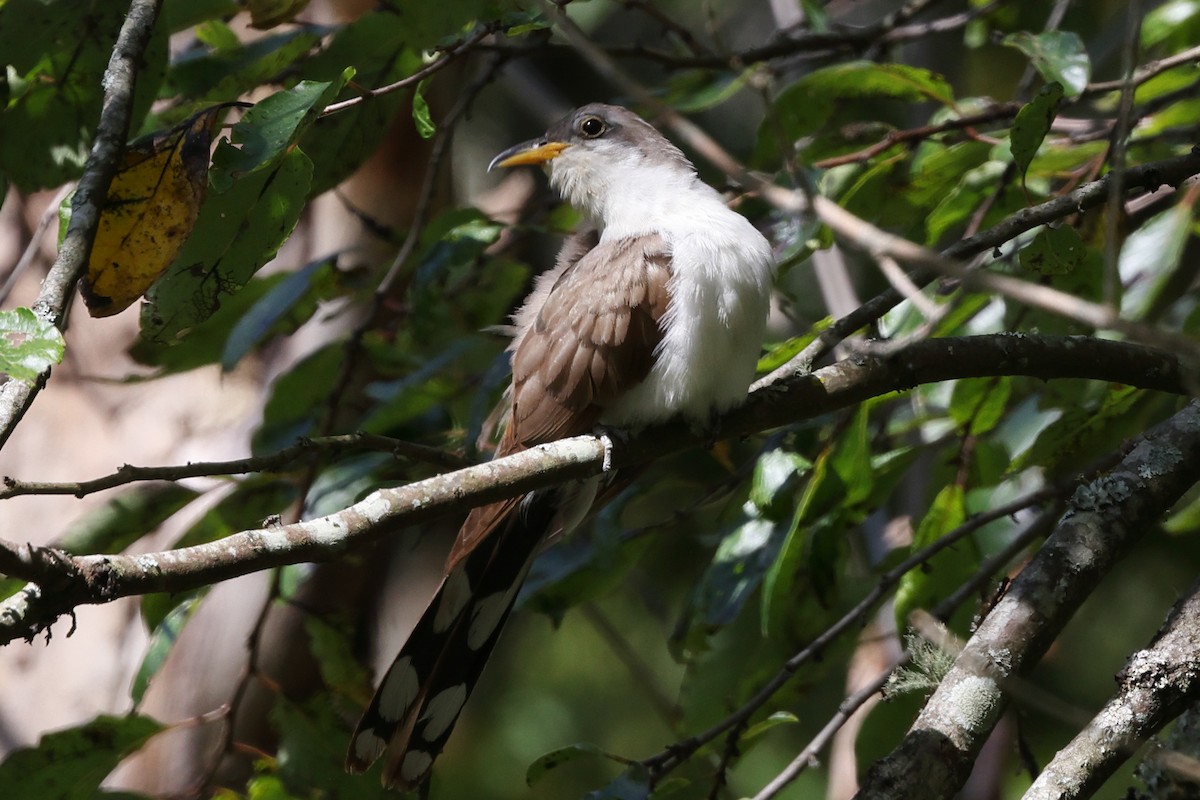 Yellow-billed Cuckoo - ML609029030