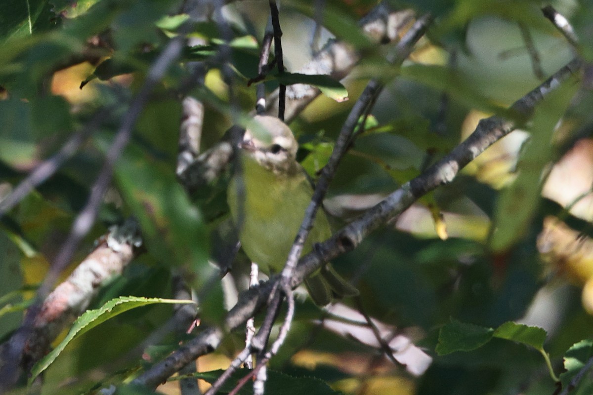 Philadelphia Vireo - ML609029040