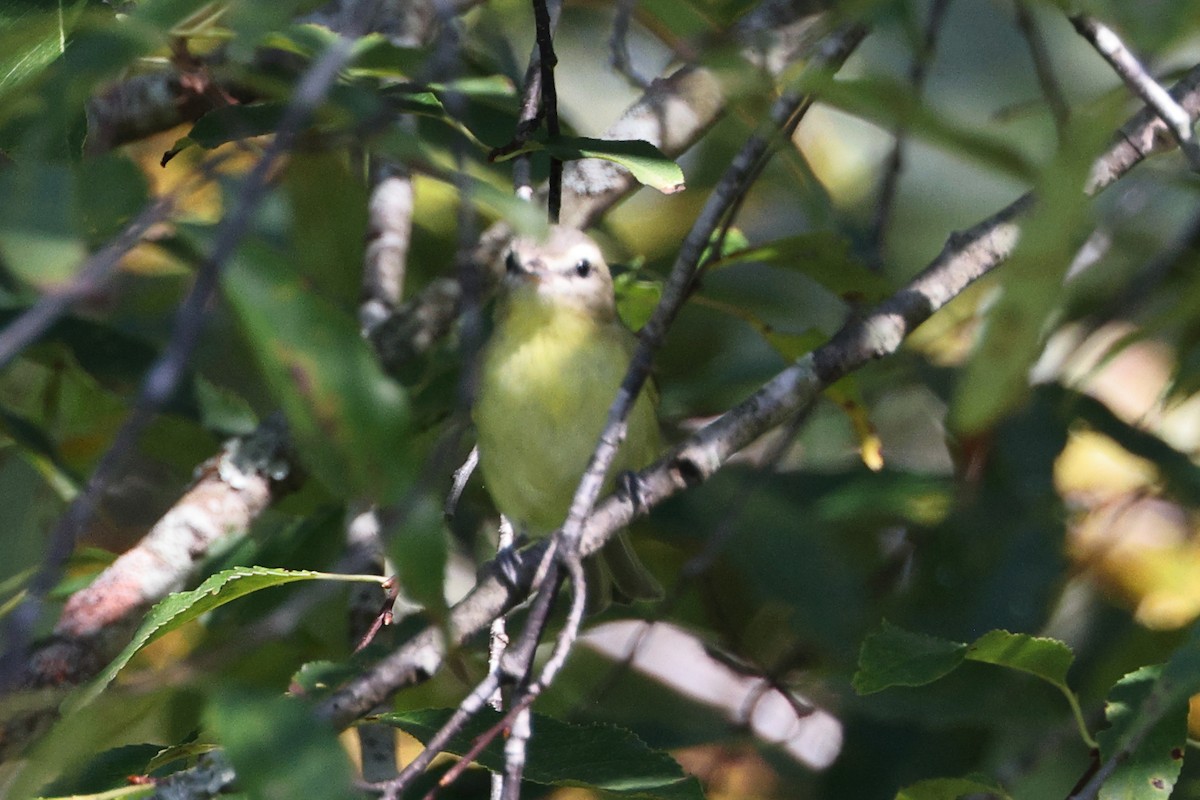 Philadelphia Vireo - ML609029041