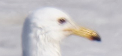 goéland ou mouette sp. - ML609029081