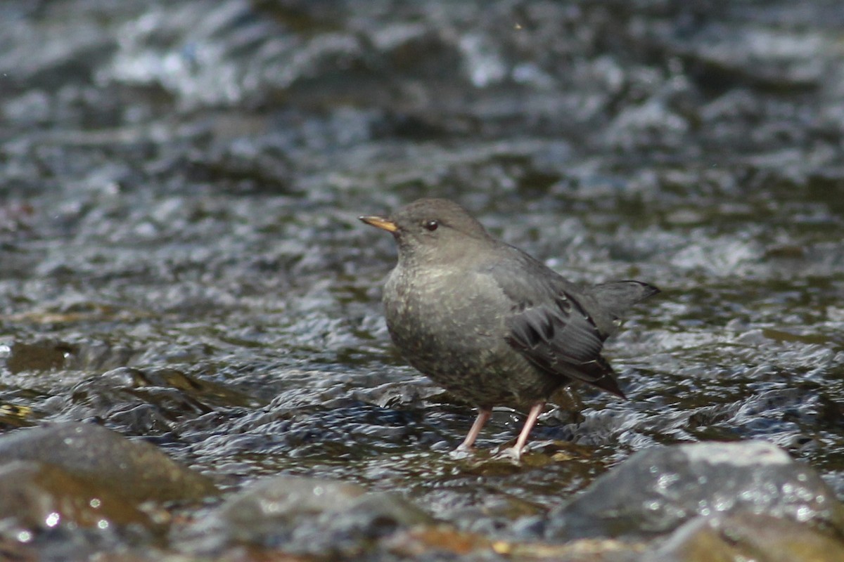 American Dipper - ML609029093
