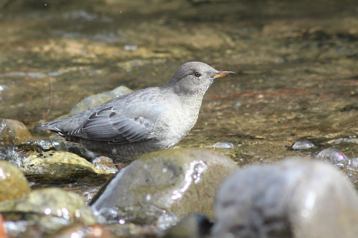 American Dipper - ML609029094