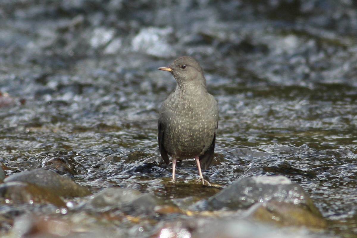 American Dipper - ML609029095