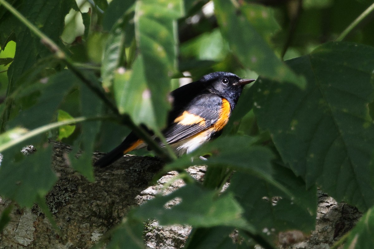 American Redstart - ML609029124