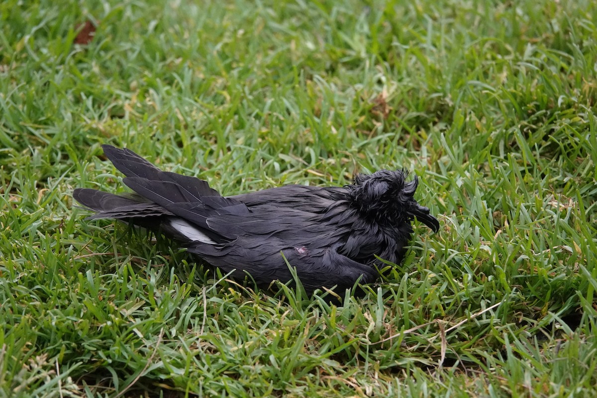 Leach's Storm-Petrel - ML609029167