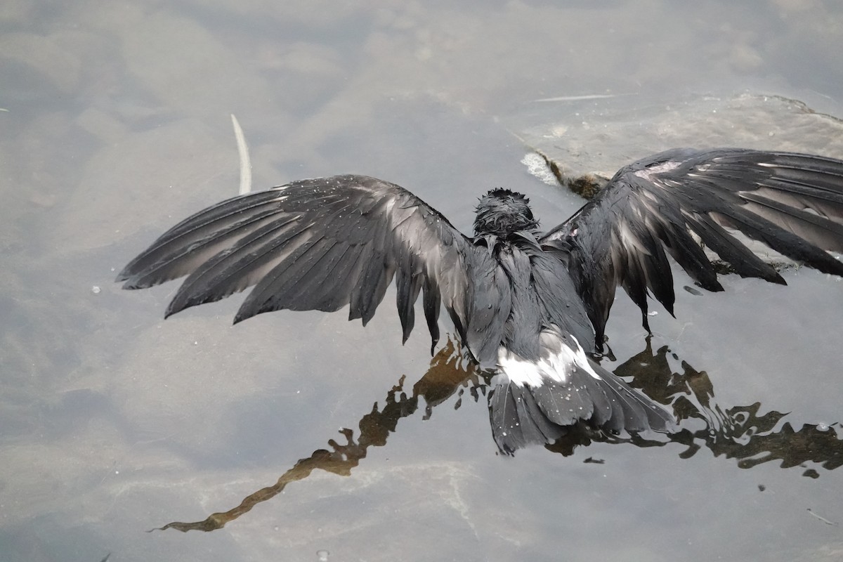 Leach's Storm-Petrel - ML609029168